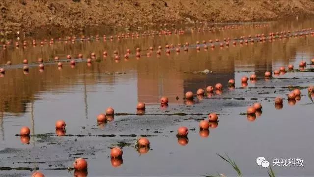 央視聚焦<a href=http://m.fair3xin.com target=_blank class=infotextkey>雙良</a><a href=http://m.fair3xin.com target=_blank class=infotextkey>新型光催化</a>“走進(jìn)科學(xué)”