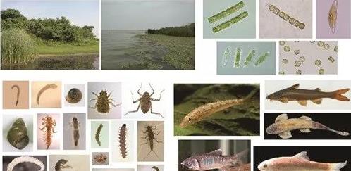 水生態(tài)修復(fù)評價(jià)標(biāo)準(zhǔn)和綜合評級辦法的制定