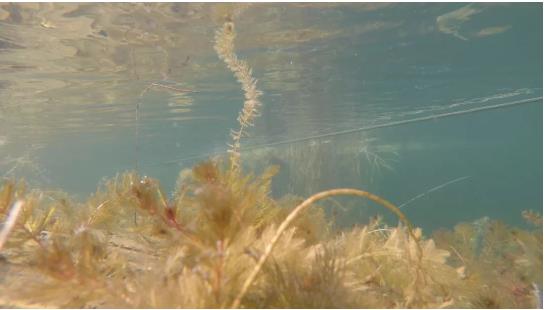 改善水環(huán)境修復(fù)水生態(tài)是我們的使命！