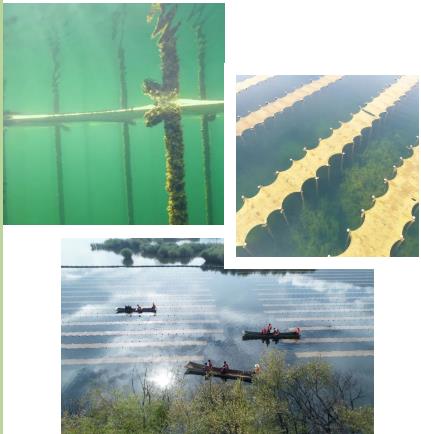 河湖生態(tài)修復(fù)中常利用生態(tài)浮島技術(shù)實(shí)現(xiàn)凈化水質(zhì)營造景觀甚至收獲經(jīng)濟(jì)作物的效果。