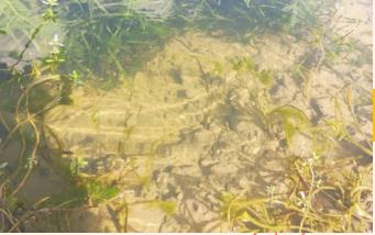 新聞轉載｜靜?！吧鷳B(tài)管家”，厲害！