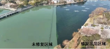 媒體聚焦｜修復(fù)水生態(tài)，波葉海菜花現(xiàn)身南京江寧